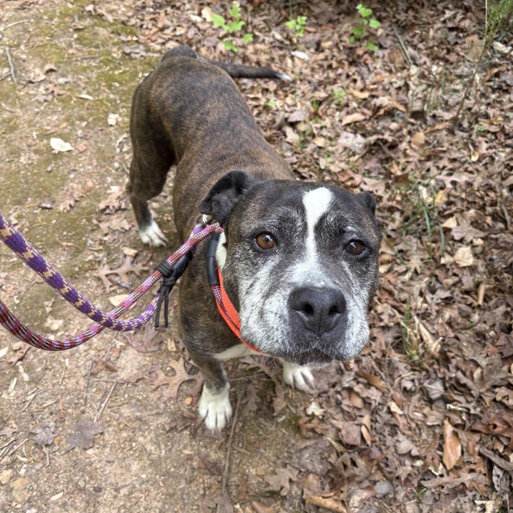 Enlarge Tinkerbelle Toes, a Adoptable Mixed Breed in Greensboro, NC image 2/6