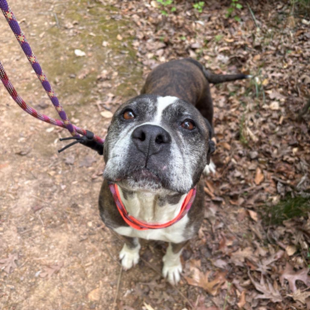 Enlarge Tinkerbelle Toes, a Adoptable Mixed Breed in Greensboro, NC image 3/6