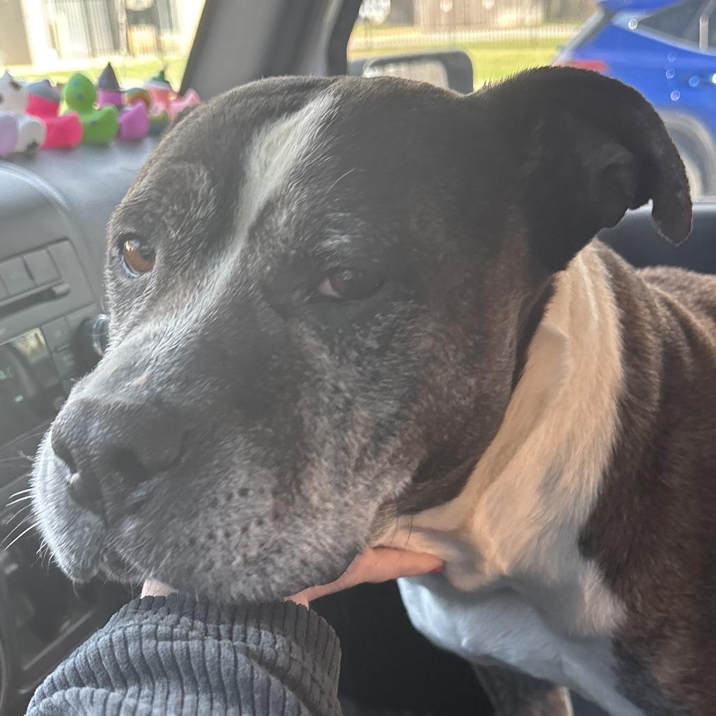 Enlarge Tinkerbelle Toes, a Adoptable Mixed Breed in Greensboro, NC image 4/6