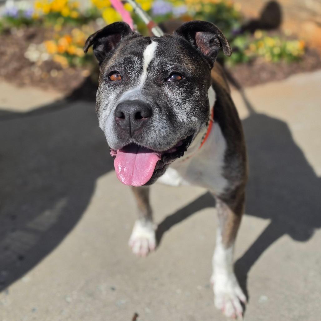 Enlarge Tinkerbelle Toes, a Adoptable Mixed Breed in Greensboro, NC image 6/6