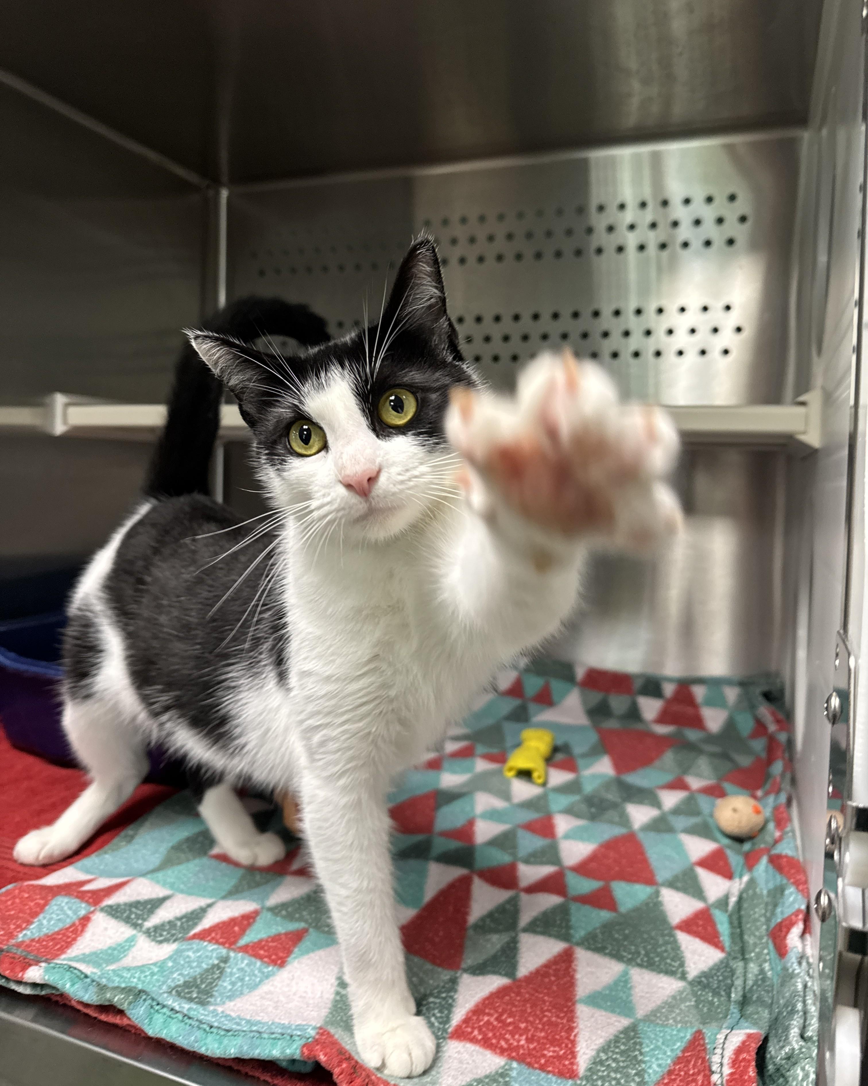 Enlarge Moana, a Adoptable Domestic Short Hair in Seneca, PA image 4/5