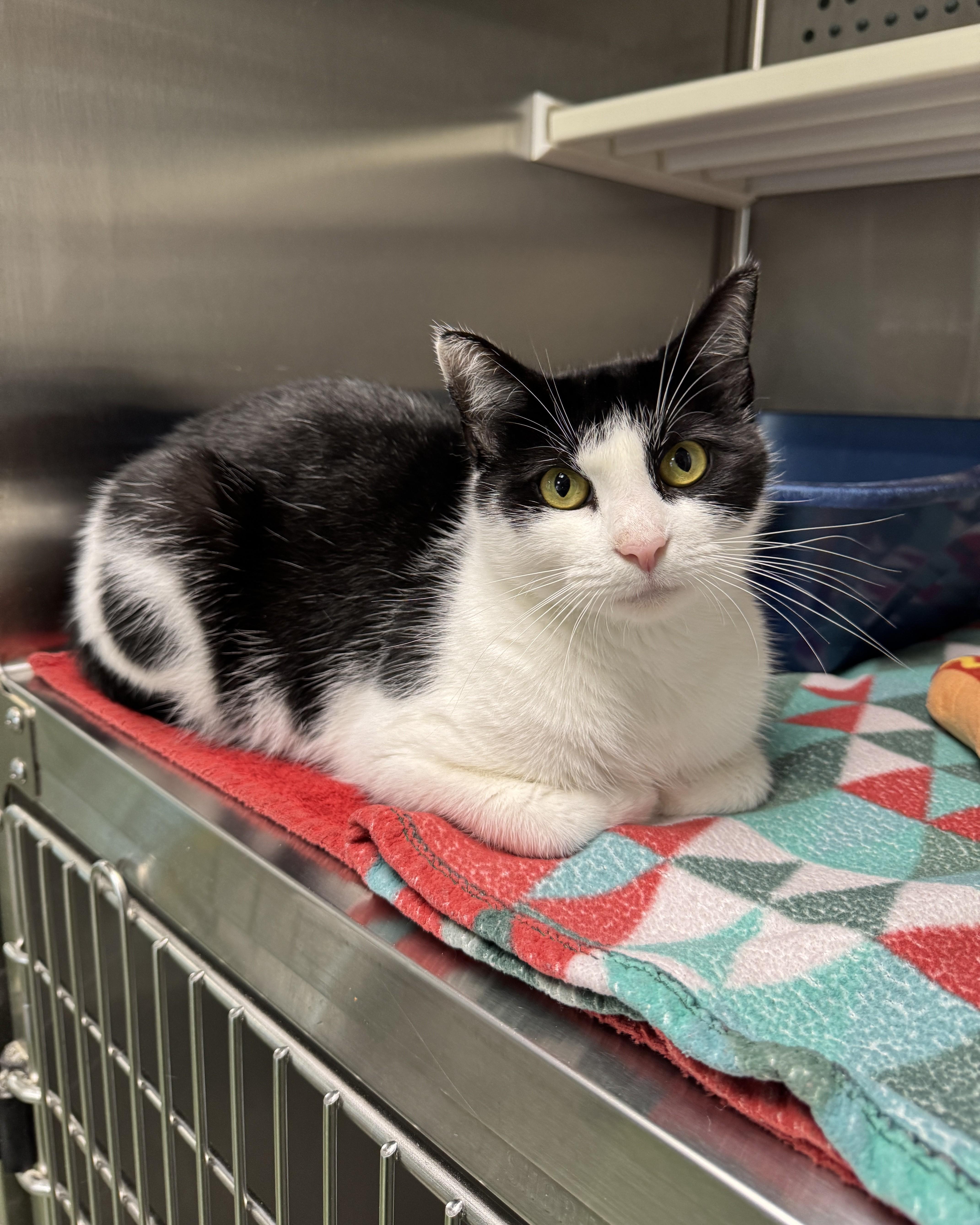 Moana, Adoptable, Young Female Domestic Short Hair.