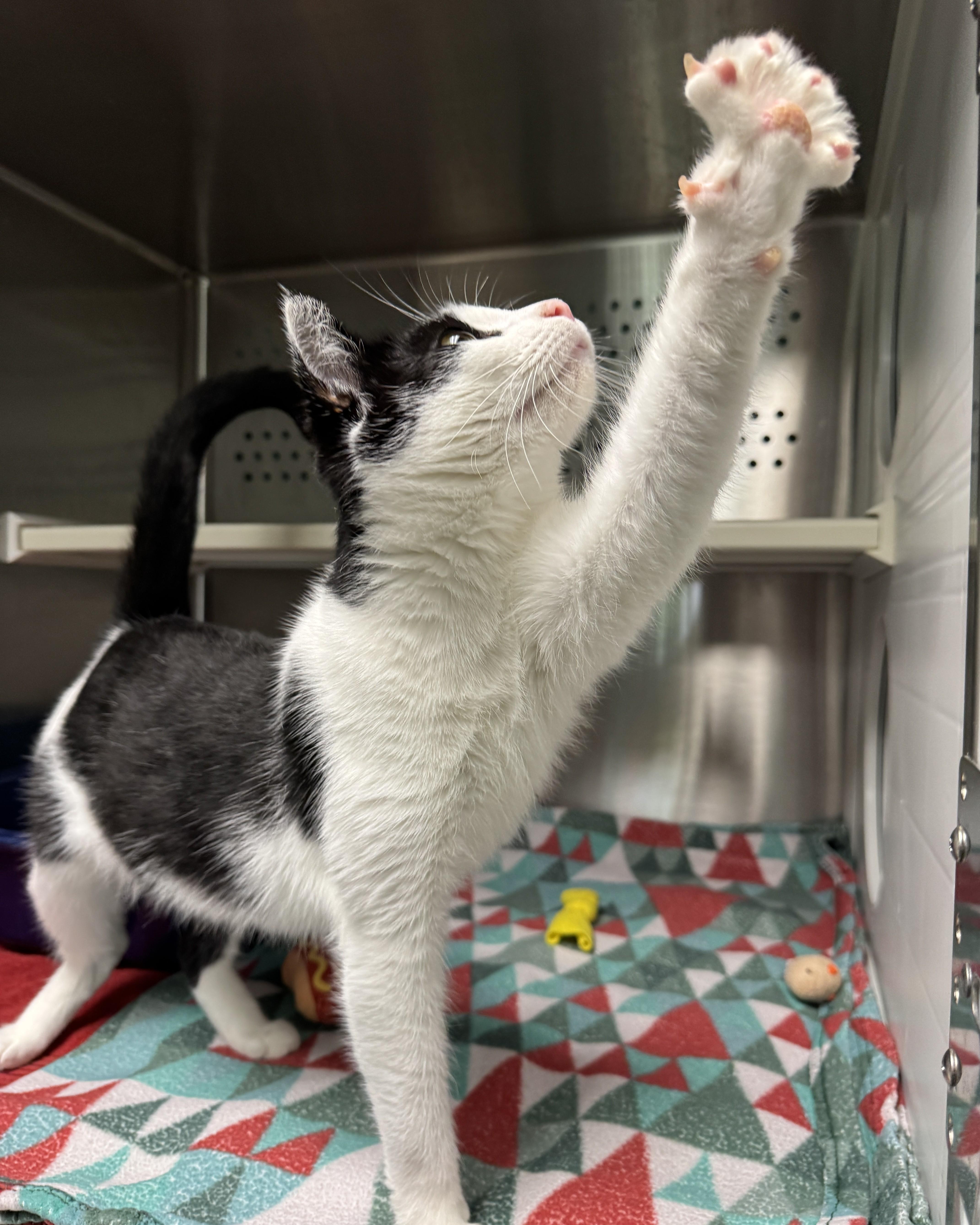 Enlarge Moana, a Adoptable Domestic Short Hair in Seneca, PA image 2/5