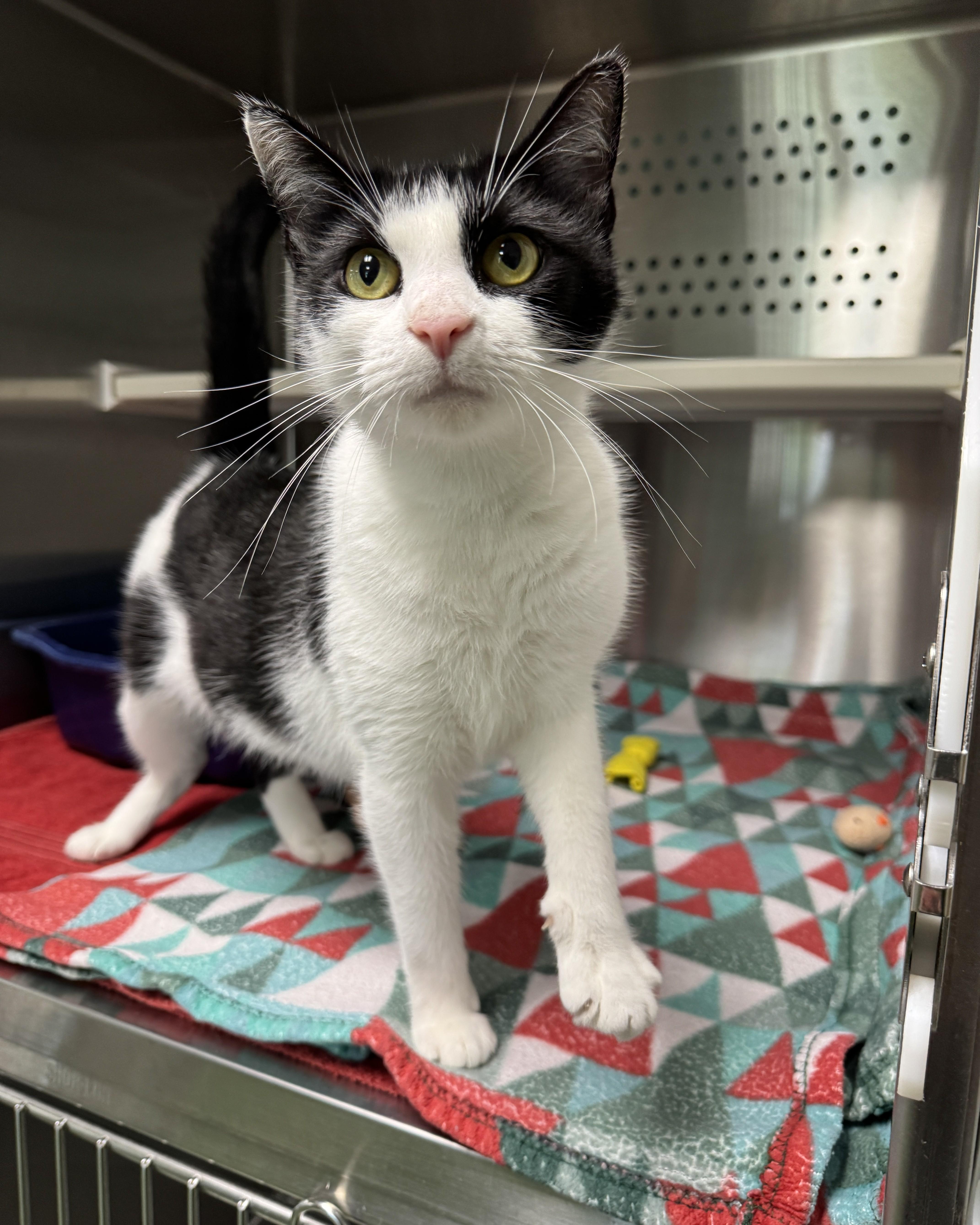 Enlarge Moana, a Adoptable Domestic Short Hair in Seneca, PA image 3/5