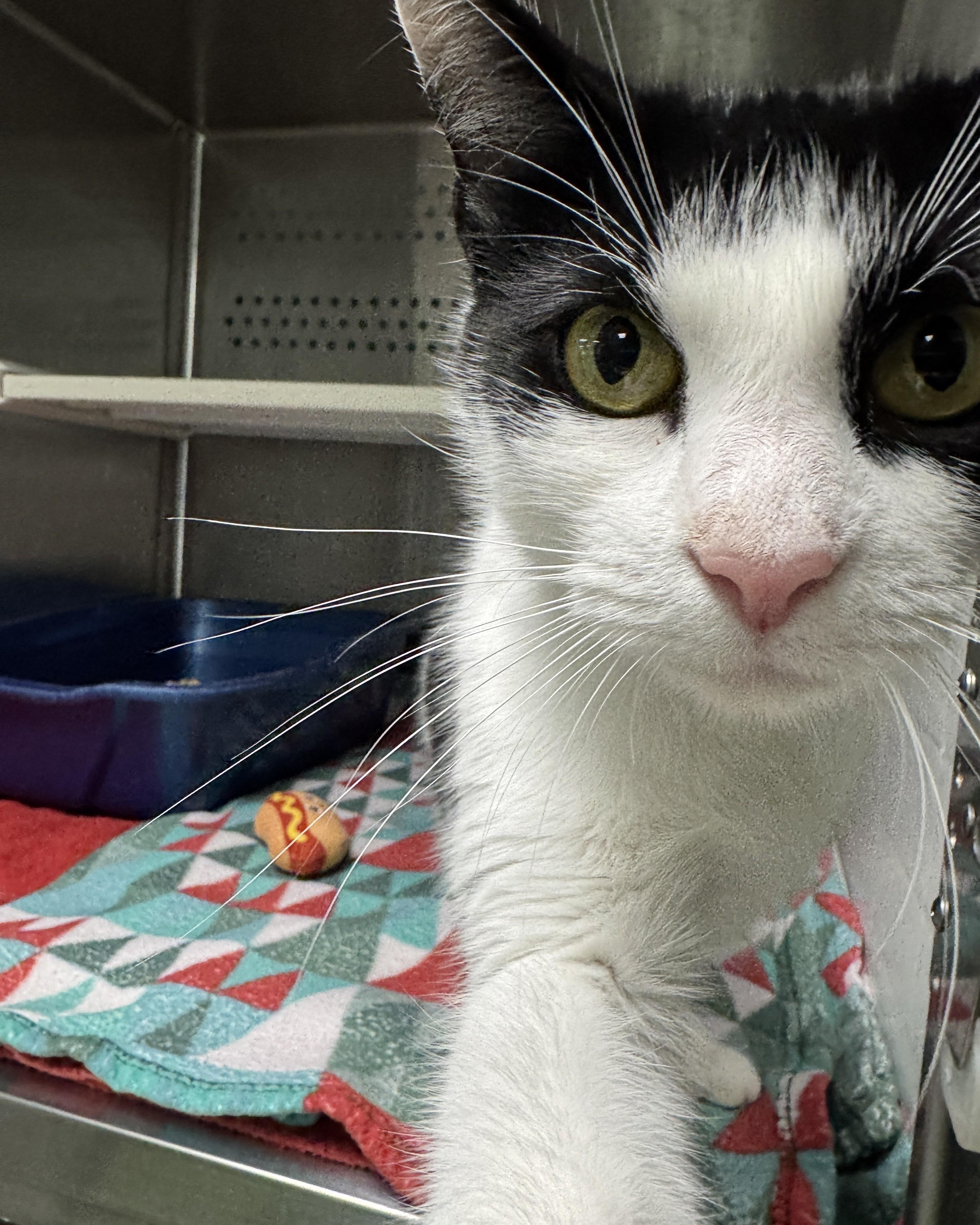 Enlarge Moana, a Adoptable Domestic Short Hair in Seneca, PA image 5/5