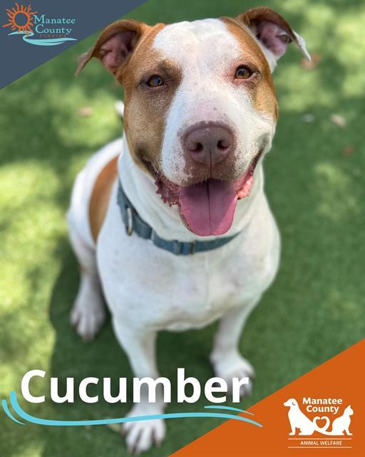 CUCUMBER, Adoptable, Adult Female Mixed Breed.