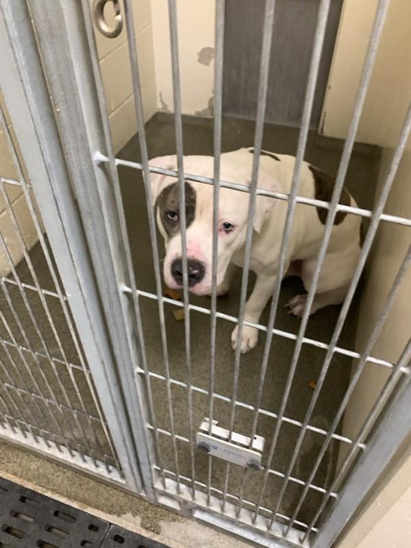 Enlarge Onion, a Adoptable mixed breed in Vancouver, WA image 1/1