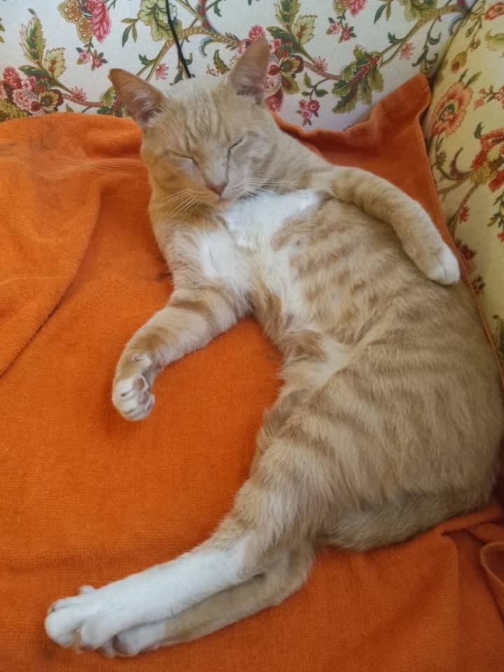 Mango photo 4