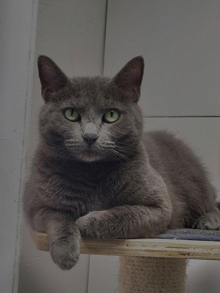 Missy, Adoptable, Adult Female American Shorthair.