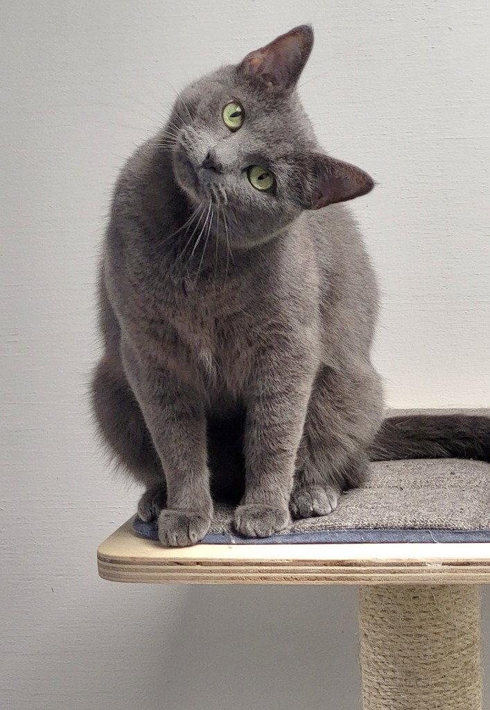 Missy, Adoptable, Senior Female American Shorthair.