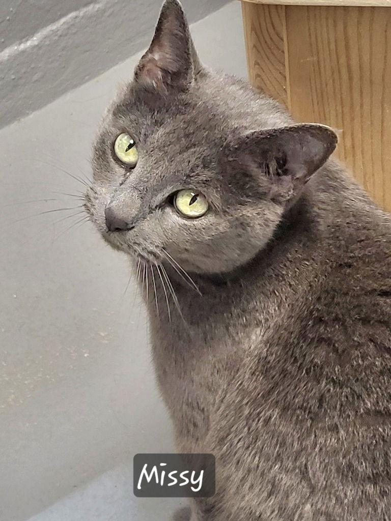 Enlarge Missy, a Adoptable American Shorthair in Ellijay, GA image 2/3