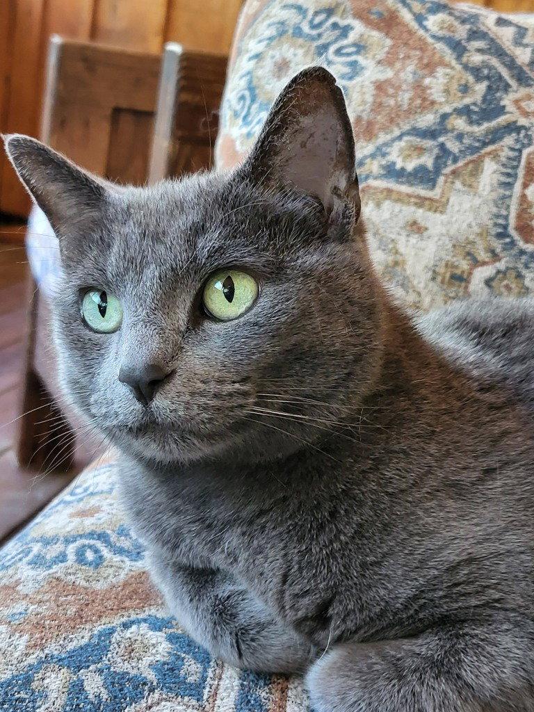 Enlarge Missy, a Adoptable American Shorthair in Ellijay, GA image 2/3