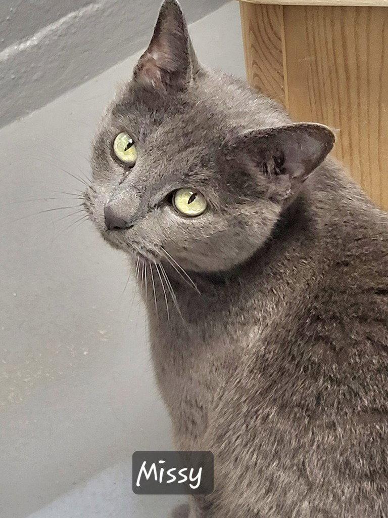 Enlarge Missy, a Adoptable American Shorthair in Ellijay, GA image 3/3