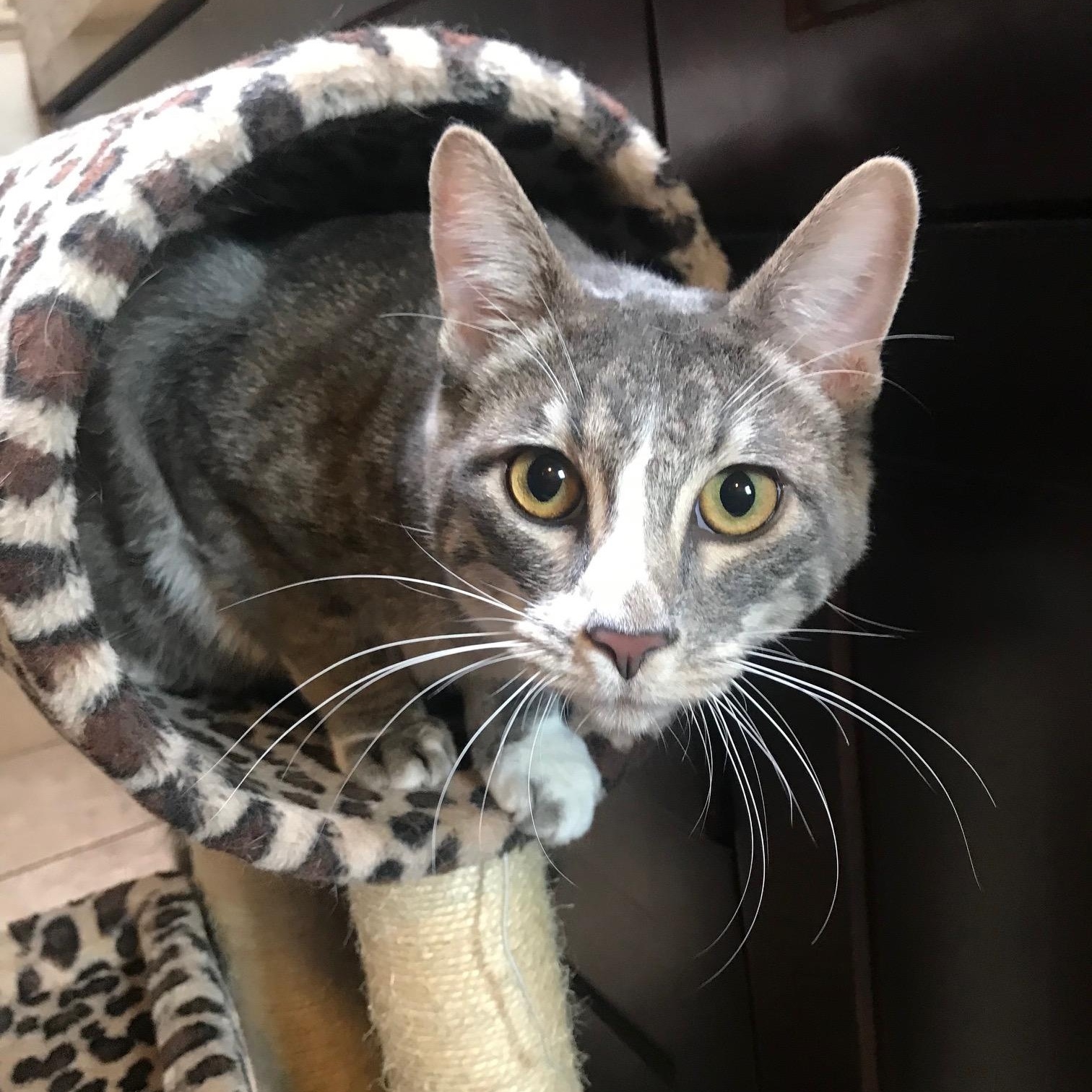 Enlarge Caruso, a Adoptable American Shorthair in North Hollywood, CA image 7/9