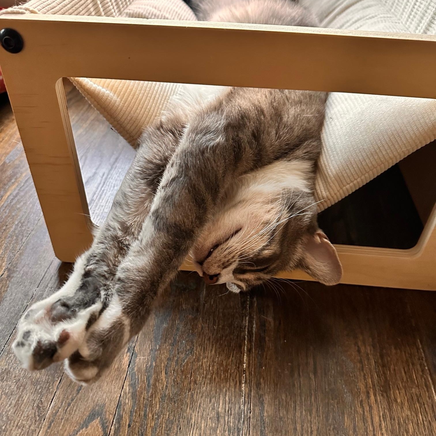 Enlarge Caruso, a Adoptable American Shorthair in North Hollywood, CA image 8/9