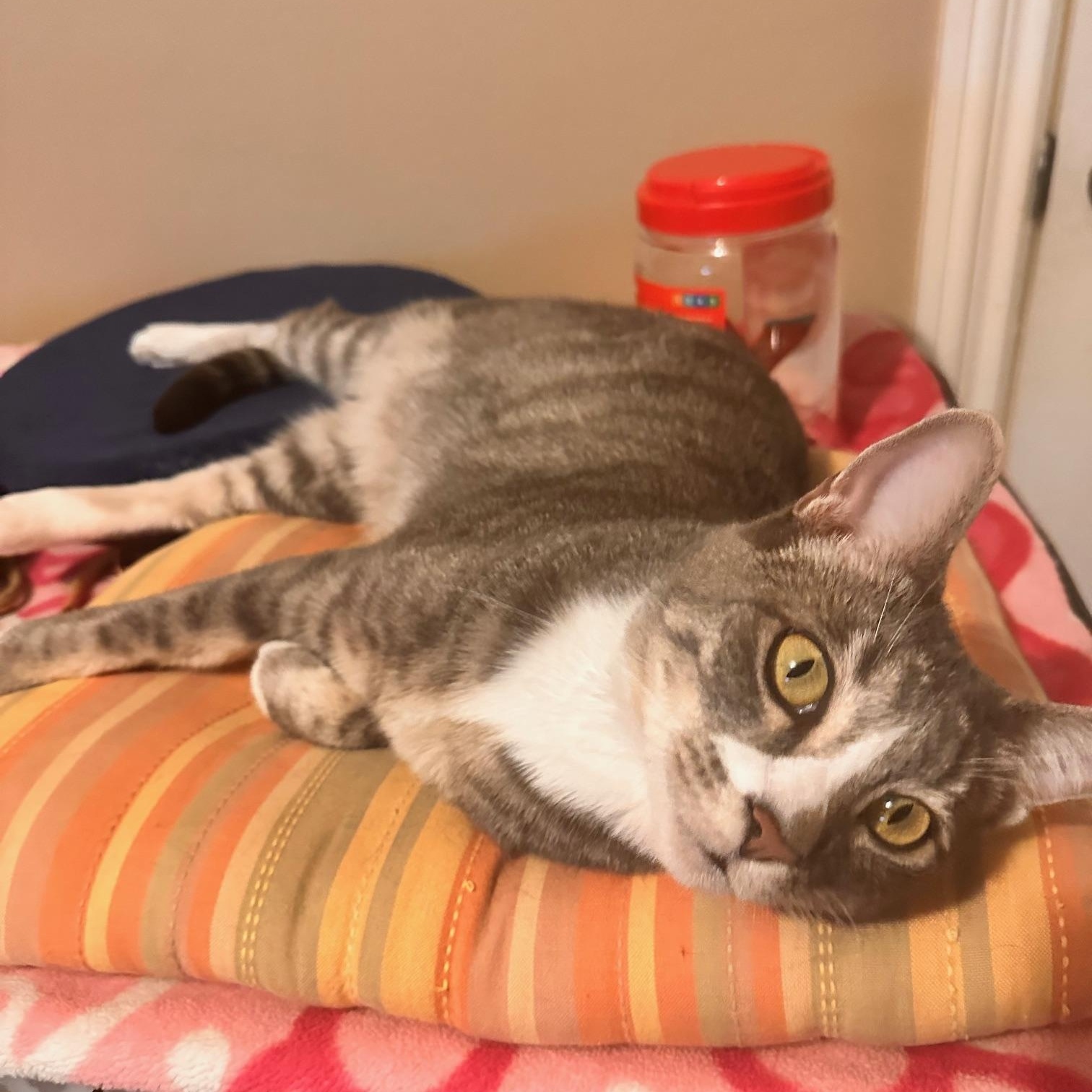 Enlarge Caruso, a Adoptable American Shorthair in North Hollywood, CA image 9/9