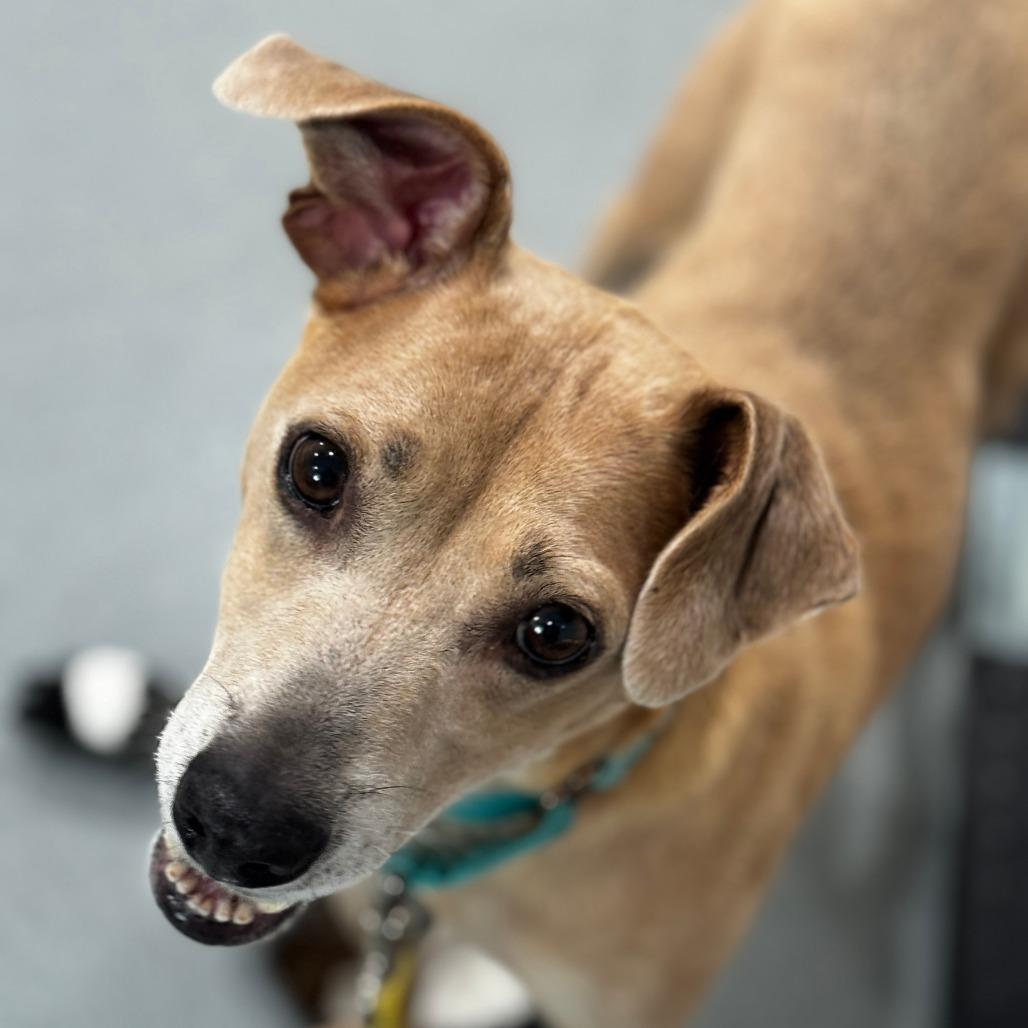 Zahara, Adoptable, Adult Female Pit Bull Terrier & Mixed Breed.