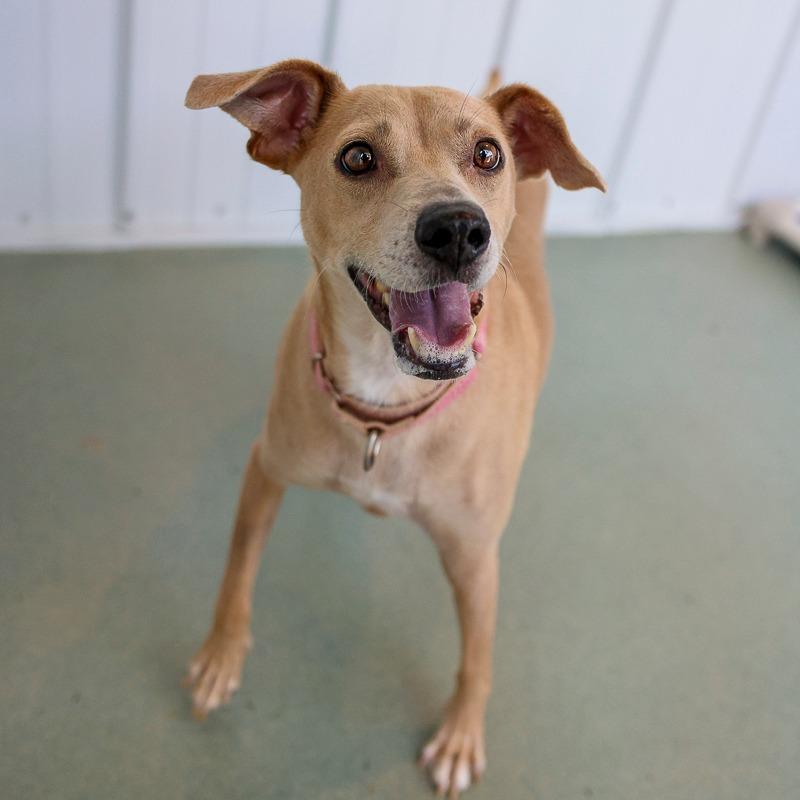 Zahara, Adoptable, Adult Female Mixed Breed.