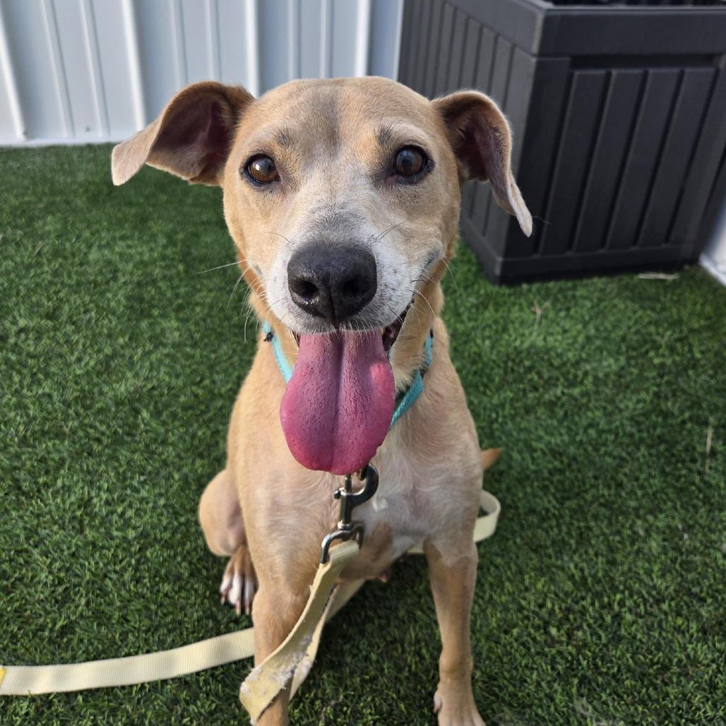 Zahara, a Adoptable mixed breed in Bradenton, FL image 2/2