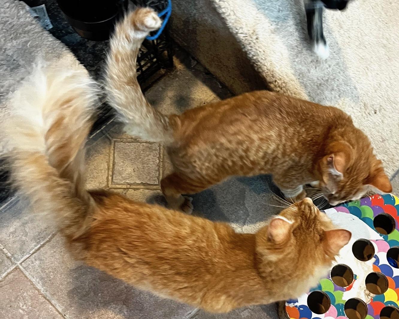 Enlarge Georgia, a Adoptable mixed breed in Sarasota, FL image 1/5