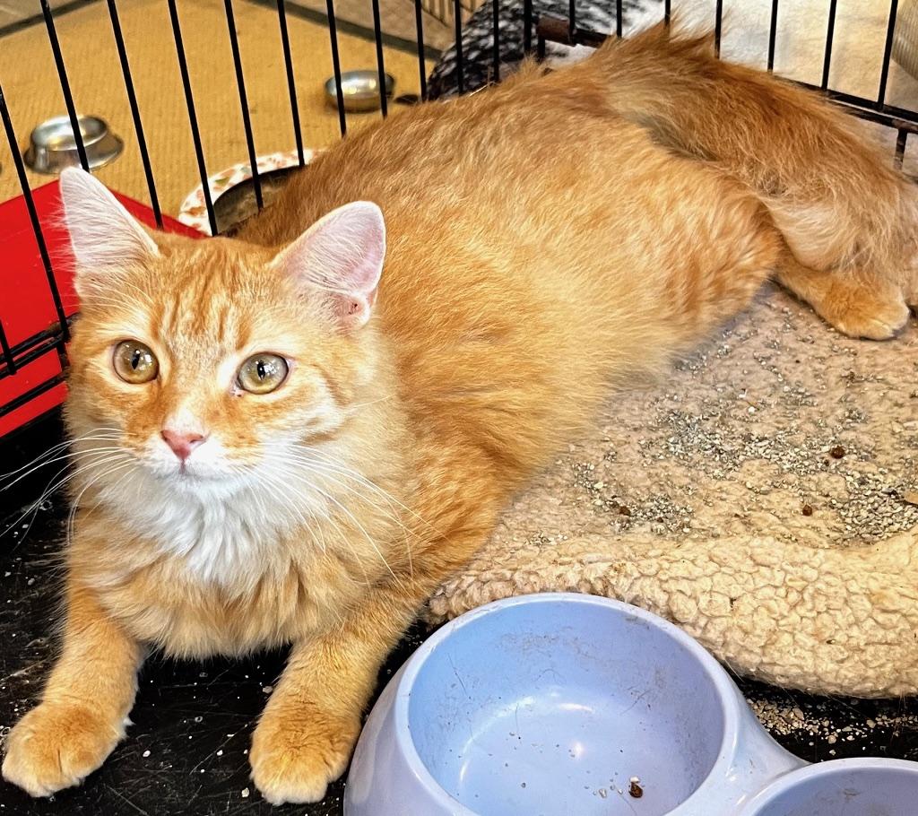 Enlarge Georgia, a Adoptable mixed breed in Sarasota, FL image 3/5