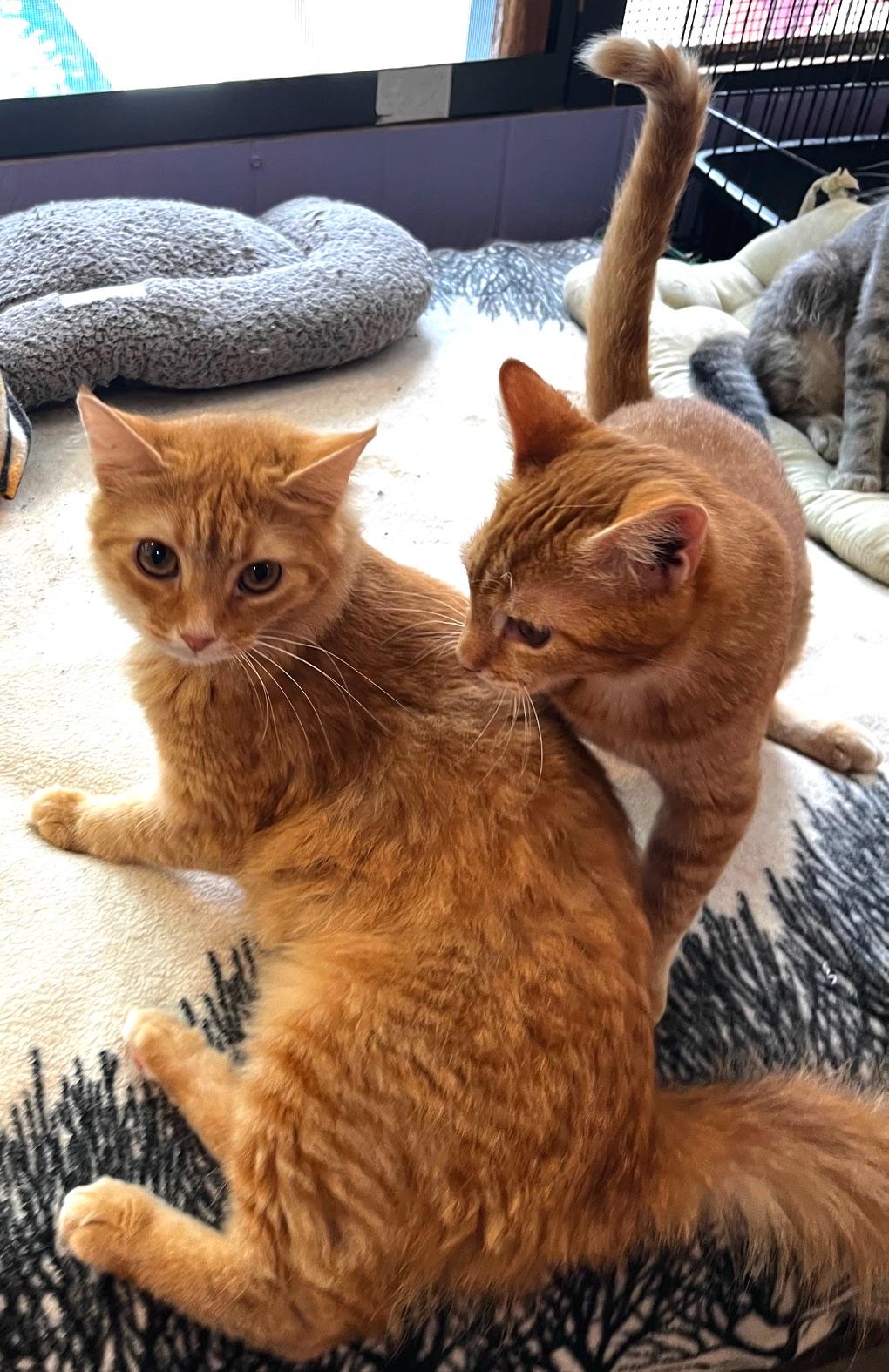 Enlarge Georgia, a Adoptable mixed breed in Sarasota, FL image 4/5