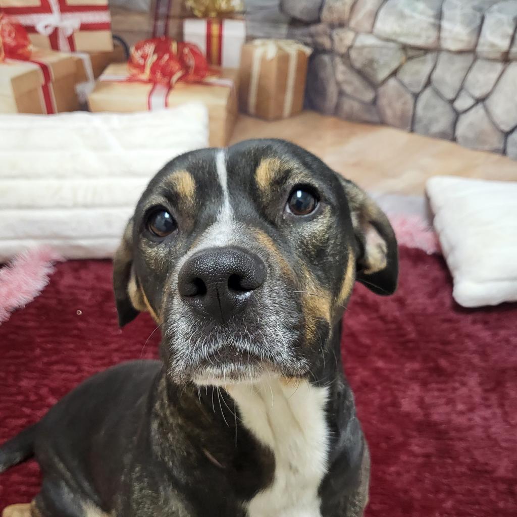 Tabitha, Adoptable, Adult Female Mixed Breed.