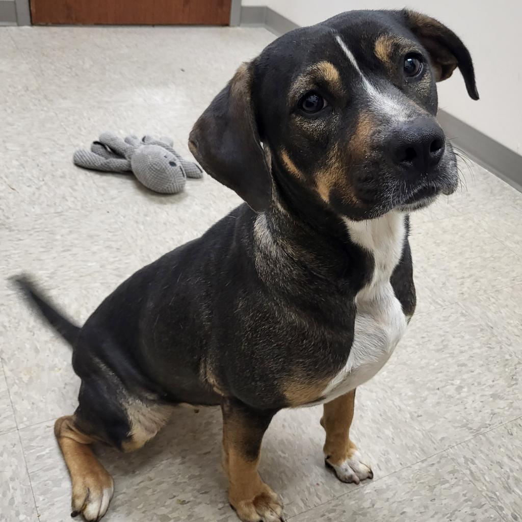 Tabitha, a Adoptable Mixed Breed in Chatham, VA image 2/6
