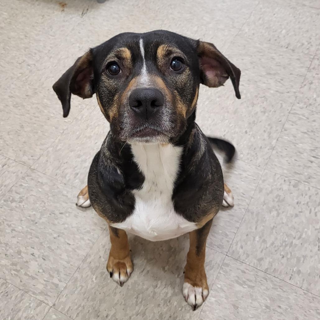 Tabitha, a Adoptable Mixed Breed in Chatham, VA image 3/6
