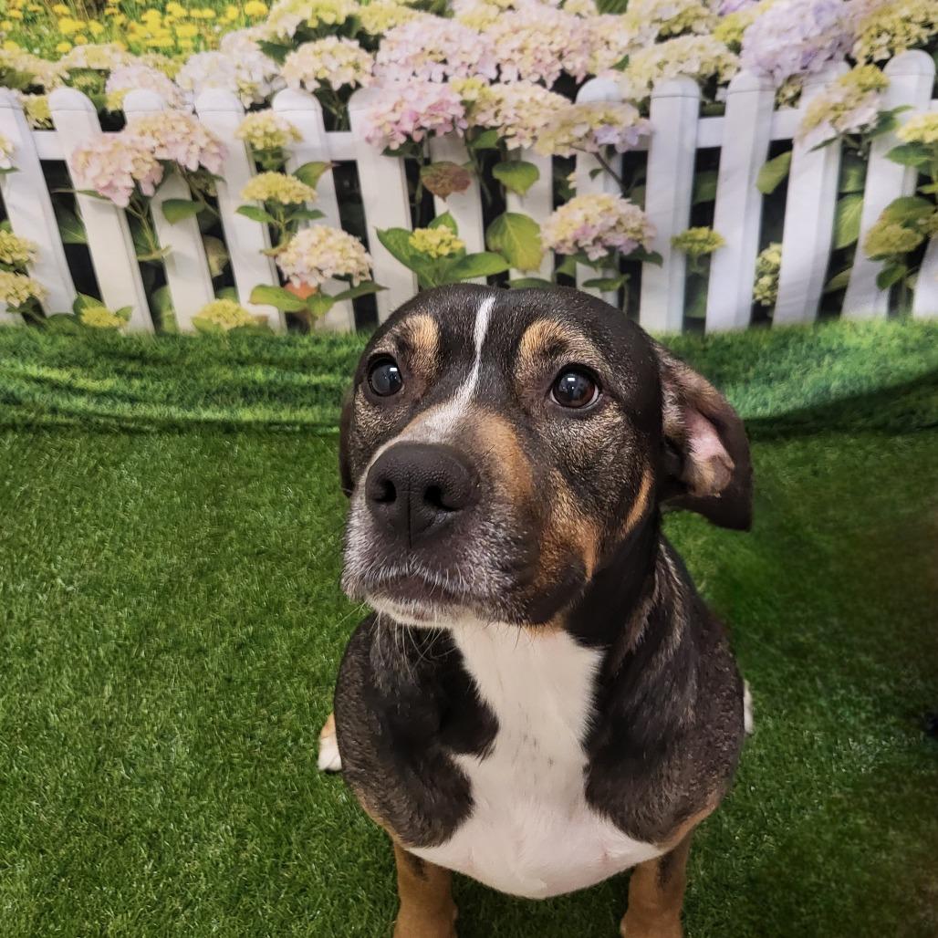 Tabitha, a Adoptable Mixed Breed in Chatham, VA image 4/6
