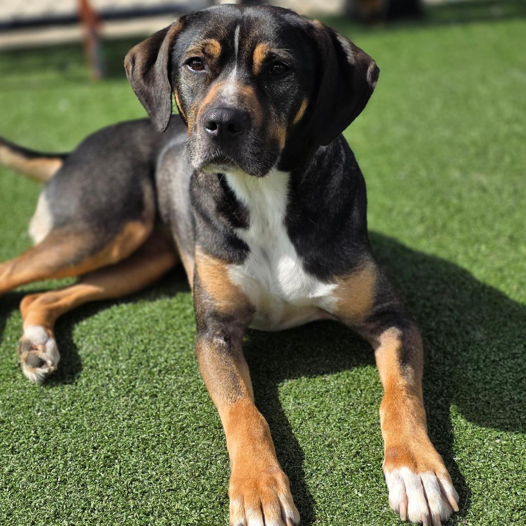 Tabitha, a Adoptable Mixed Breed in Chatham, VA image 5/6