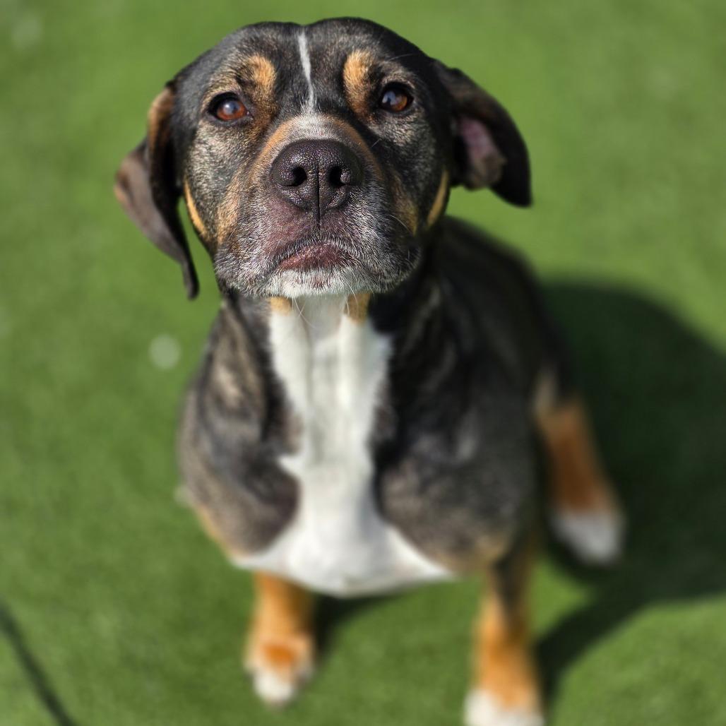 Tabitha, a Adoptable Mixed Breed in Chatham, VA image 6/6