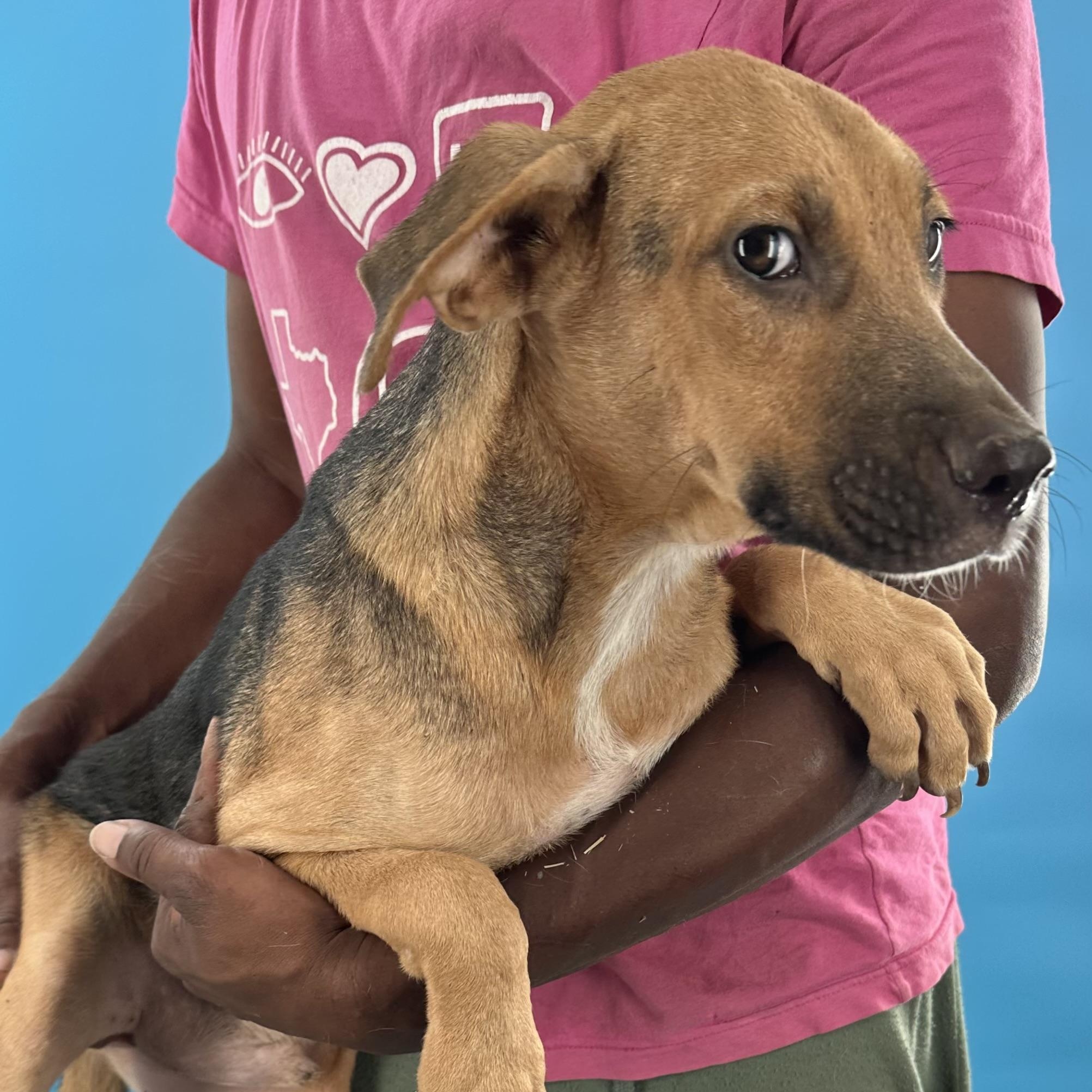 Harley - Local August 28-30, an adoptable mixed breed in Happy Valley , OR image 5/6