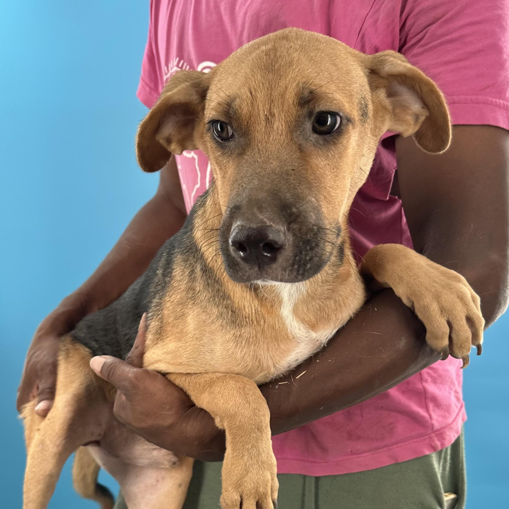 Harley - Local August 28-30, adoptable, Puppy Male Labrador Retriever.