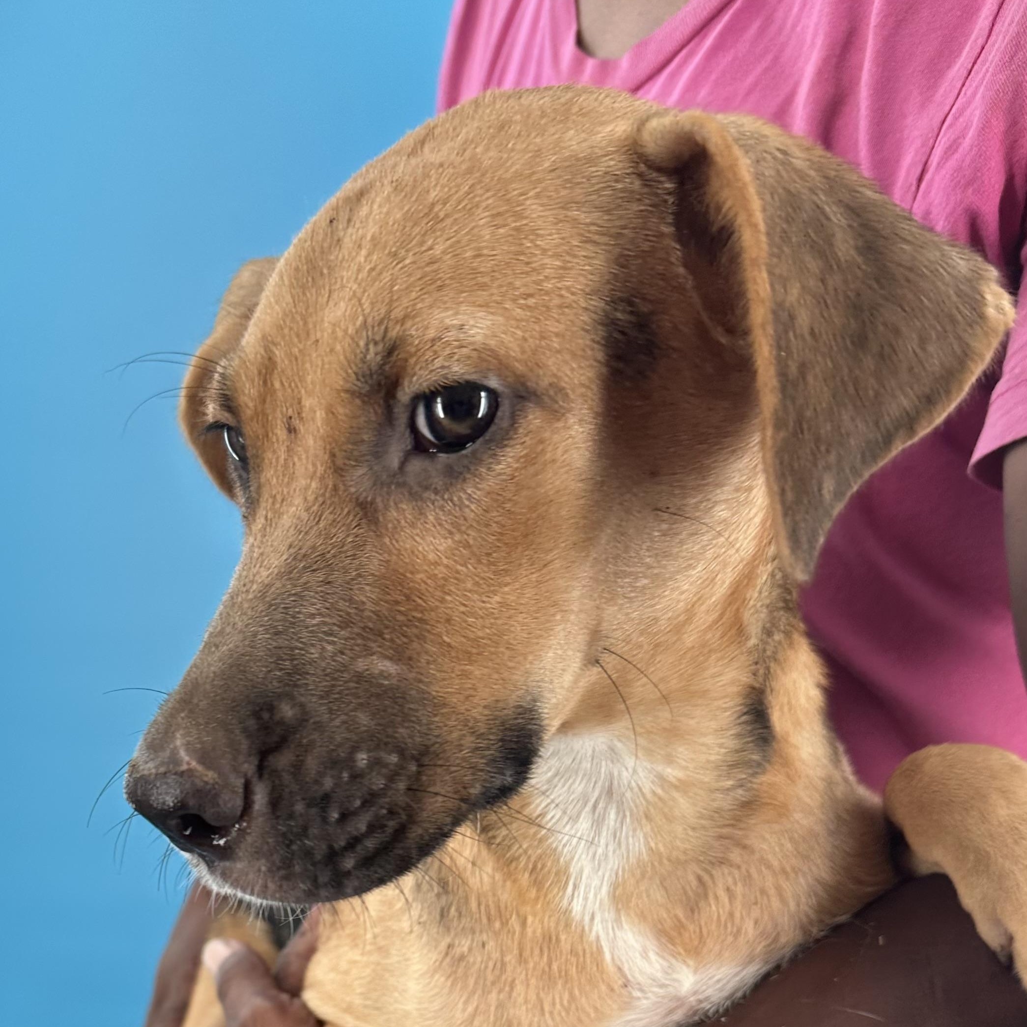 Harley - Local August 28-30, an adoptable mixed breed in Happy Valley , OR image 2/6