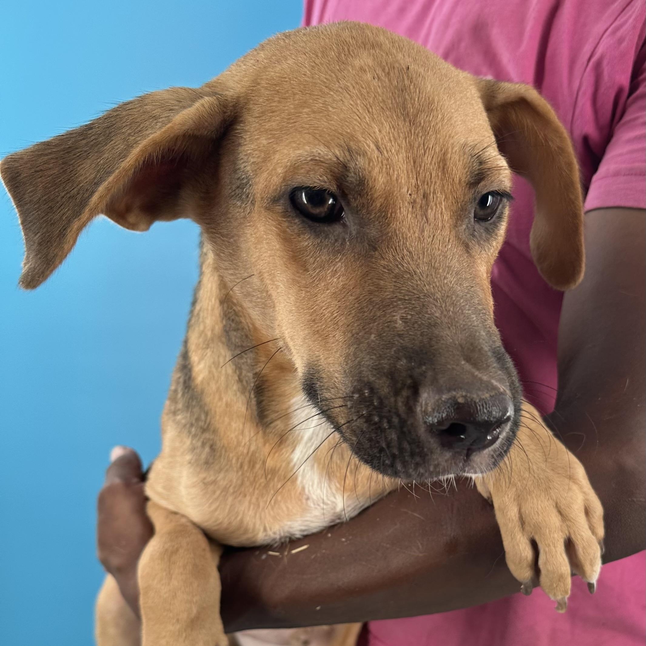 Harley - Local August 28-30, an adoptable mixed breed in Happy Valley , OR image 6/6