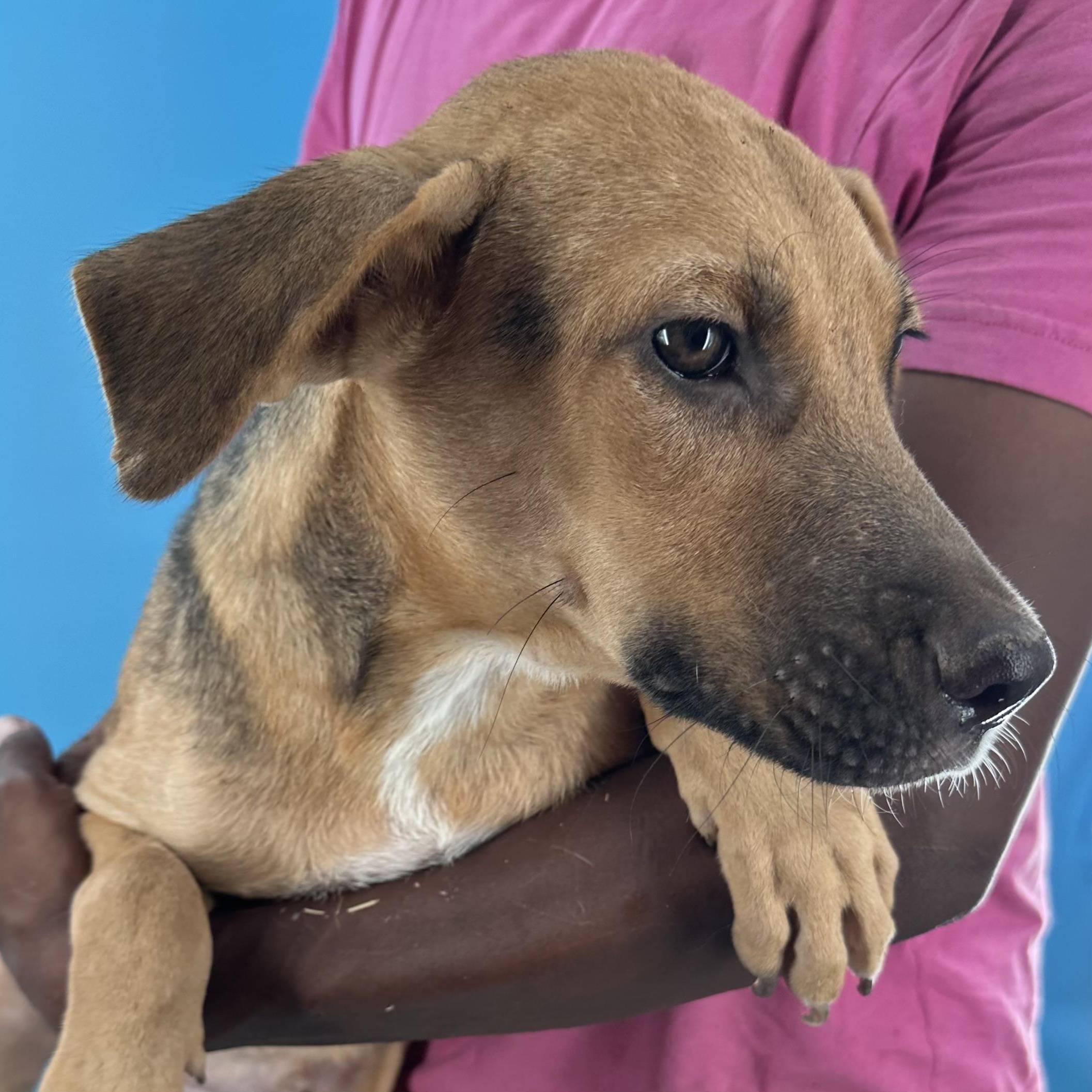 Harley - Local August 28-30, an adoptable mixed breed in Happy Valley , OR image 3/6