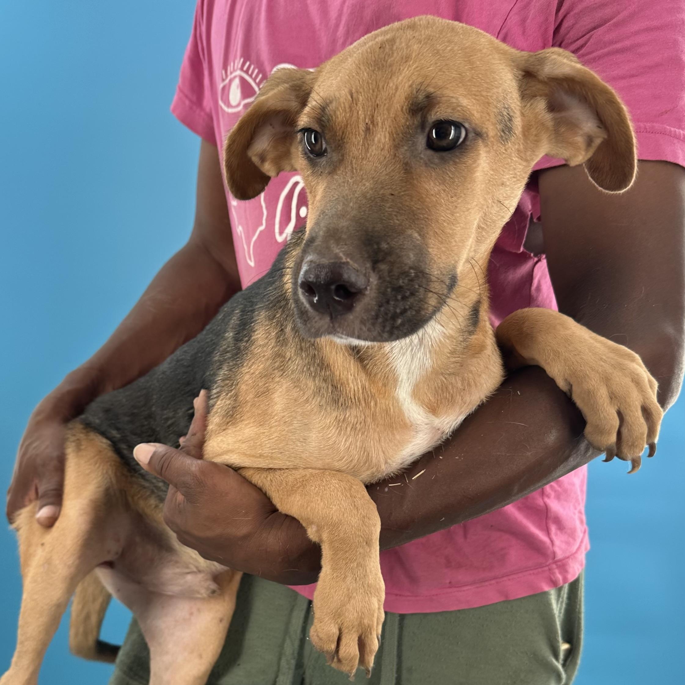 Harley - Local August 28-30, an adoptable mixed breed in Happy Valley , OR image 4/6