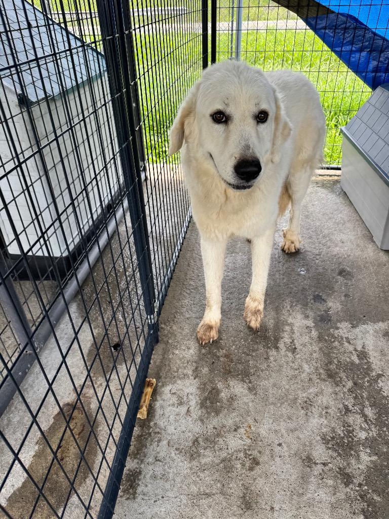 Abiline, Adoptable, Young Female Mixed Breed.
