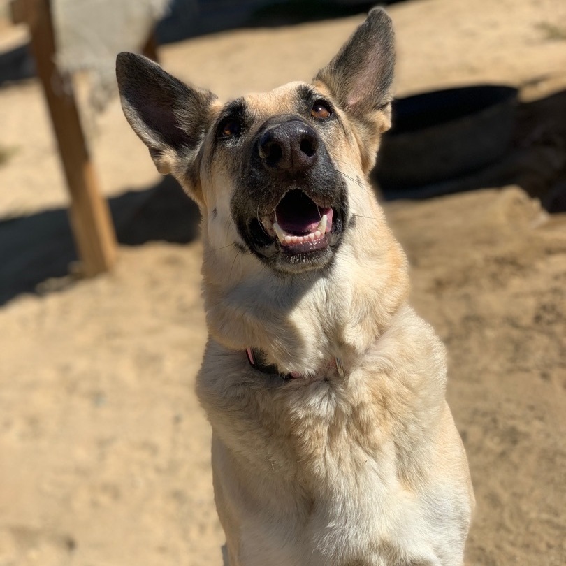 Ms. Jessie , a Adoptable mixed breed in Mojave, CA image 1/9