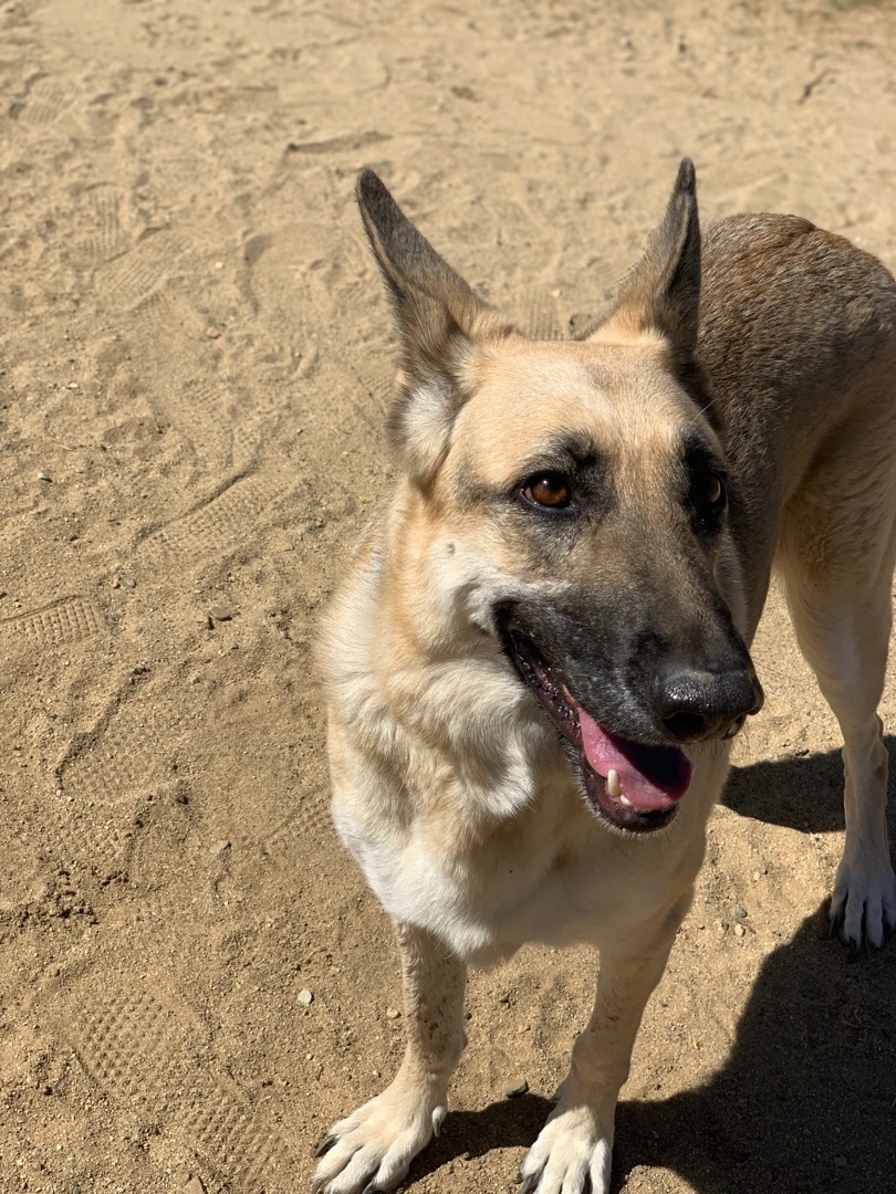 Ms. Jessie , a Adoptable mixed breed in Mojave, CA image 2/9