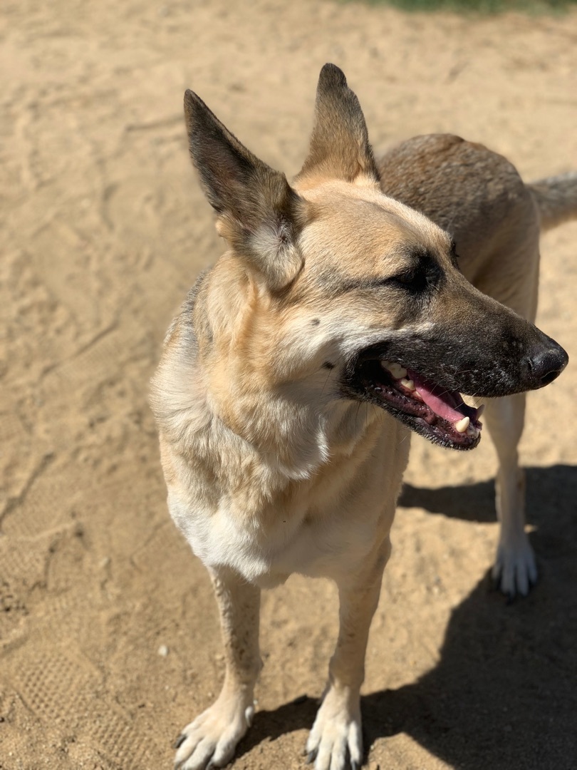 Ms. Jessie , a Adoptable mixed breed in Mojave, CA image 3/9