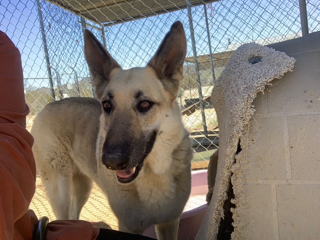 Ms. Jessie , a Adoptable mixed breed in Mojave, CA image 4/9