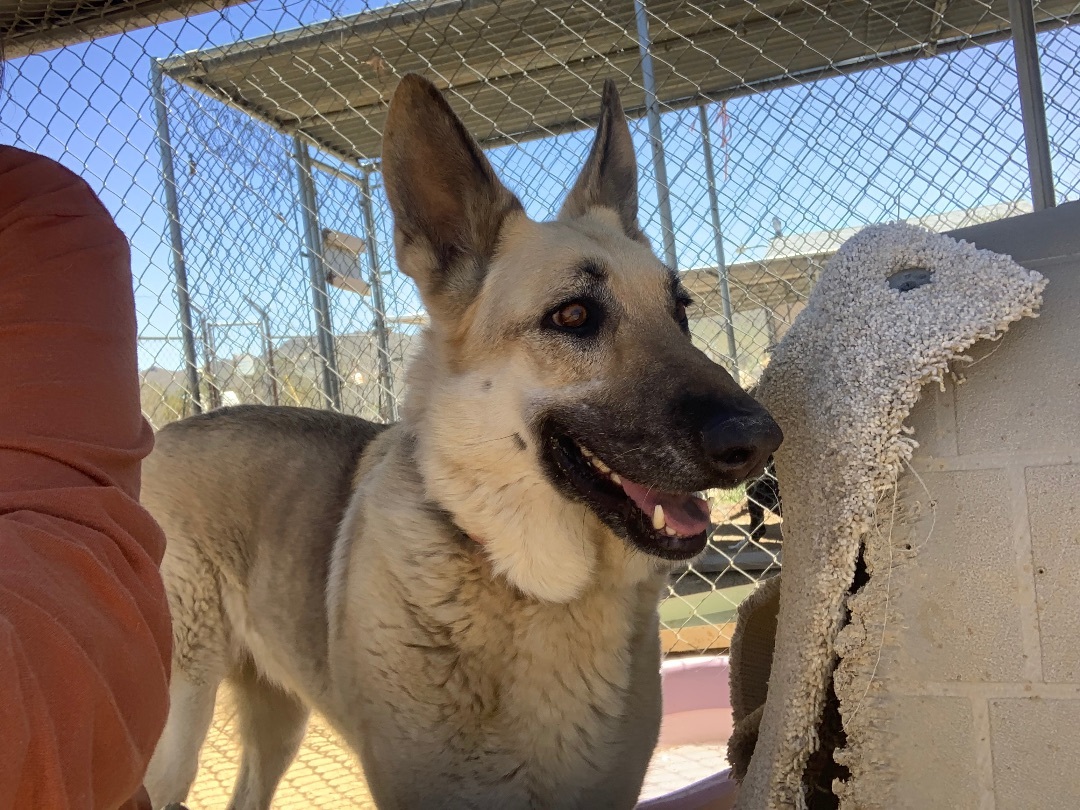 Ms. Jessie , a Adoptable mixed breed in Mojave, CA image 5/9