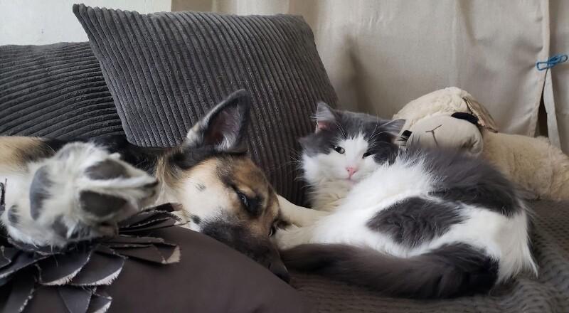 Chase, Adoptable, Adult Male Domestic Medium Hair.