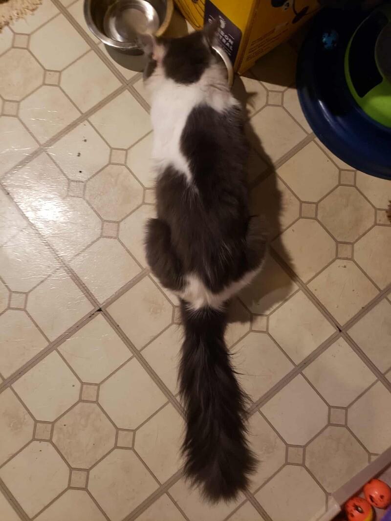 Chase, Adoptable, Adult Male Domestic Medium Hair.