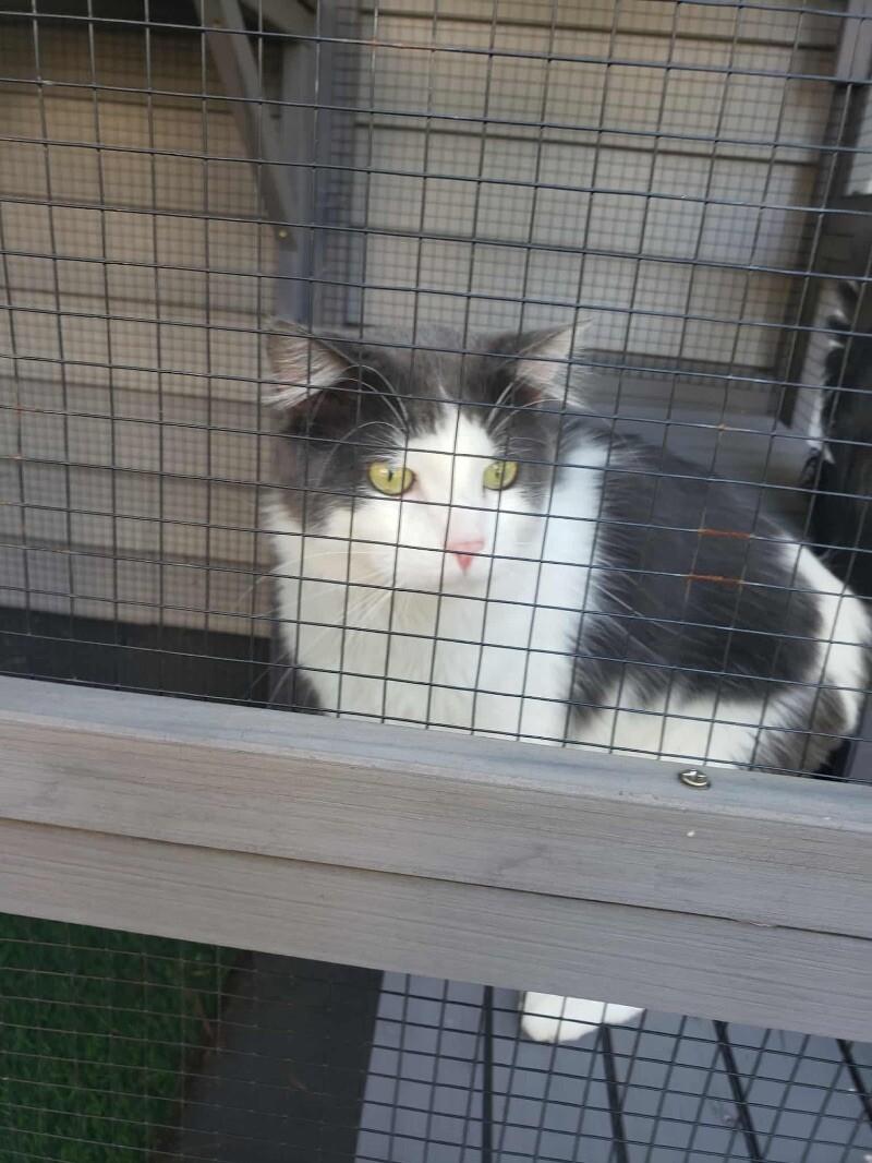 Chase, a Adoptable Domestic Medium Hair in Grand Rapids, MI image 2/4