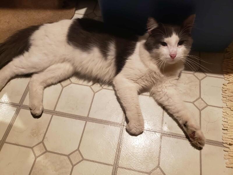 Chase, a Adoptable Domestic Medium Hair in Grand Rapids, MI image 3/4