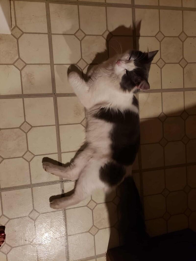 Chase, a Adoptable Domestic Medium Hair in Grand Rapids, MI image 4/4