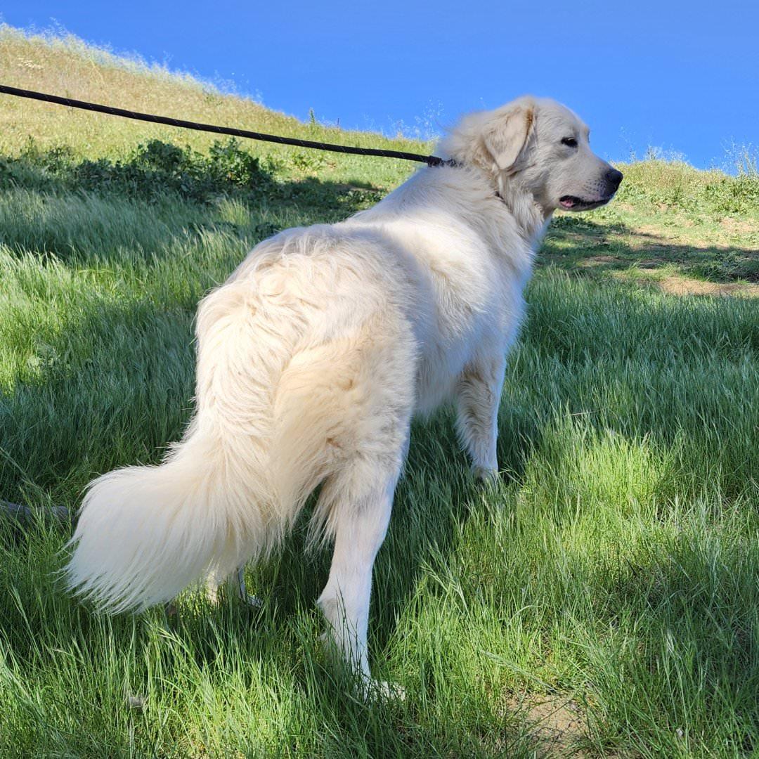 Magnolia, a ADOPTABLE Great Pyrenees in Burbank, CA image 3/5